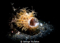 Hairy Frogfish yawning. by George Touliatos 